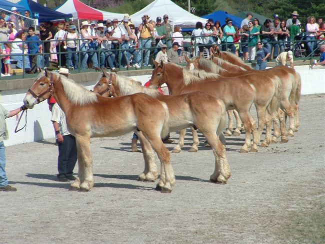 National Mule Day: Learn The History, Fun Facts And Debunk Some Myths On These ...