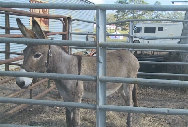 Mule Day 2015 Kicks Off in South Georgia