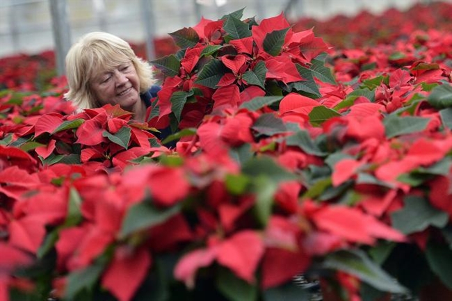 National Poinsettia Day 2013: Are Poinsettias Really Poisonous To Cats, Humans ...