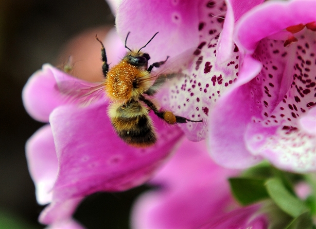 Bee Facts: Interesting Tidbits About The Buzzers, And How You Can Save Them ...