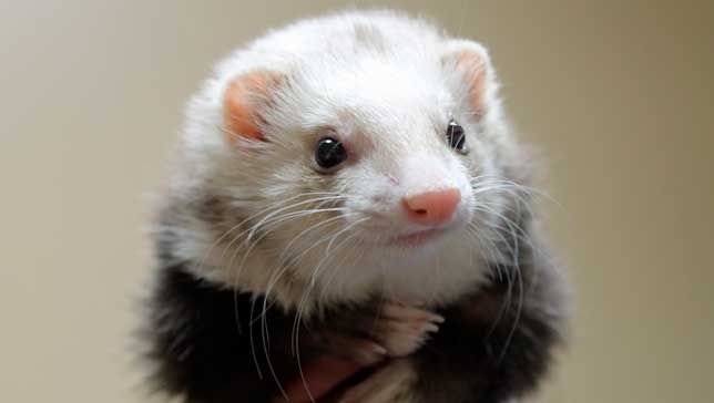 8 things you didn't know about ferrets