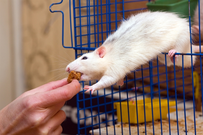Pet Talk: Rats actually make good pets