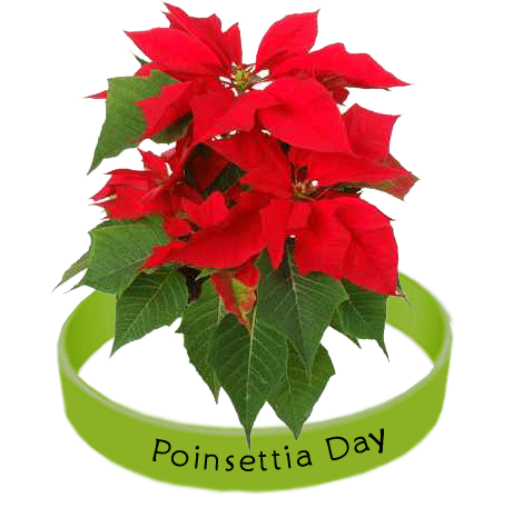 Holiday Poinsettia Trivia