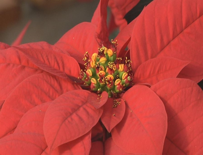 Feehan: Facts about popular Christmas plant, the poinsettia