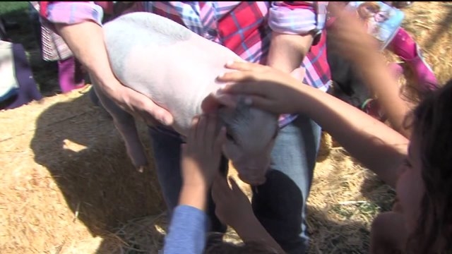 Davis Hosts Pig Day, Protesters Make Voice Heard