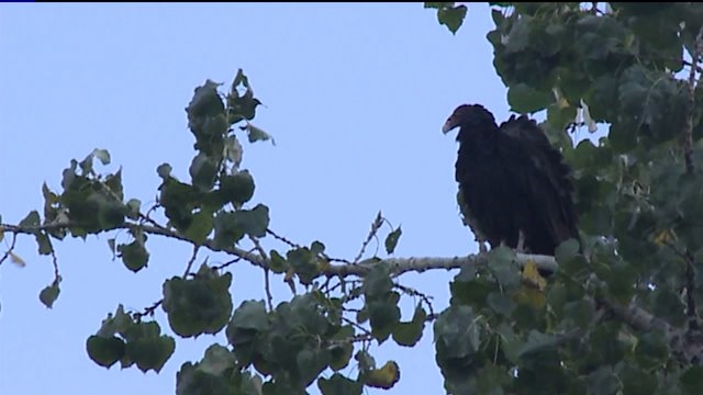 Feathers ruffled over turkey vulture invasion in Arvada neighborhood