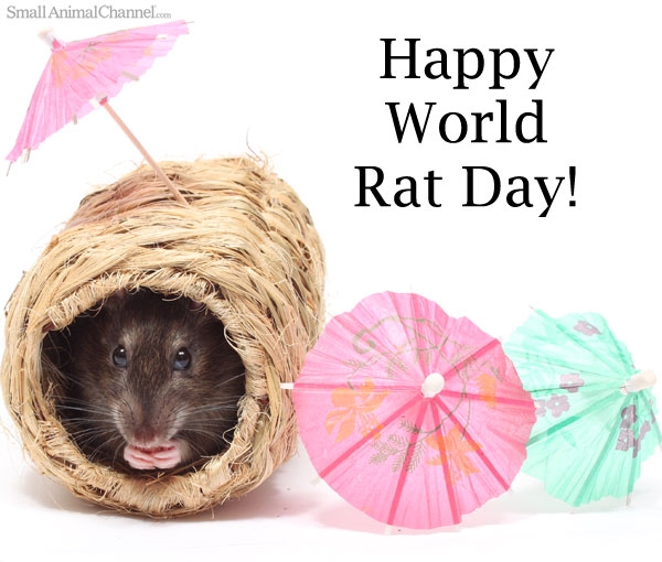 World Rat Day Is For Rats!