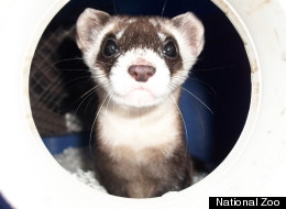 National Zoo Ferrets At Virginia Conservation Center On National Ferret Day ...