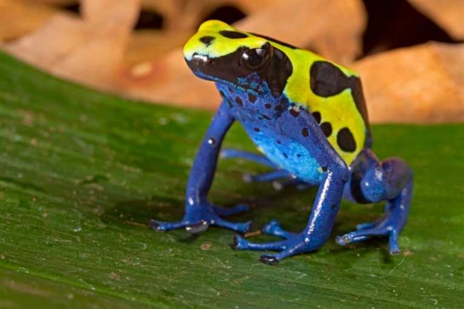 Frog conservation in the spotlight on Save the Frogs Day