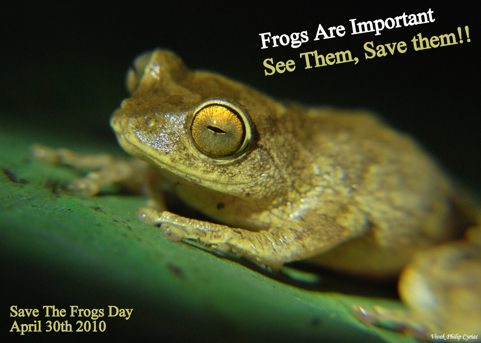 save the frogs day 2021