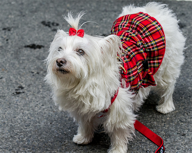 Dress Up Your Pet Day: Cute pictures of Scottie dogs wearing tartan