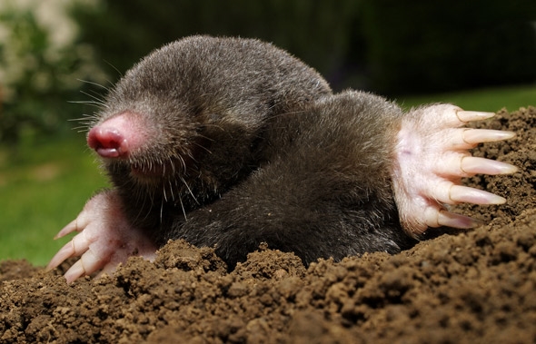 6.02 x 10^23 Reasons to Celebrate: Today Is Mole Day!