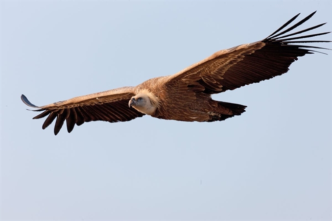 It's International Vulture Awareness Day, but threats to the birds grow