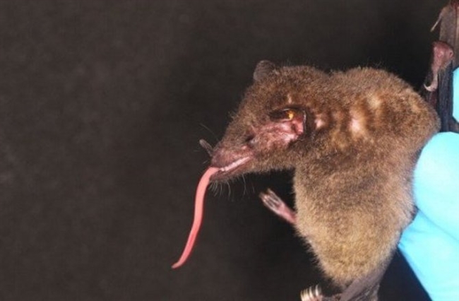 Rare Bat with Super-Long Tongue Spotted in Bolivia