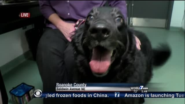 Take Your Dog to Work Day benefits Roanoke SPCA