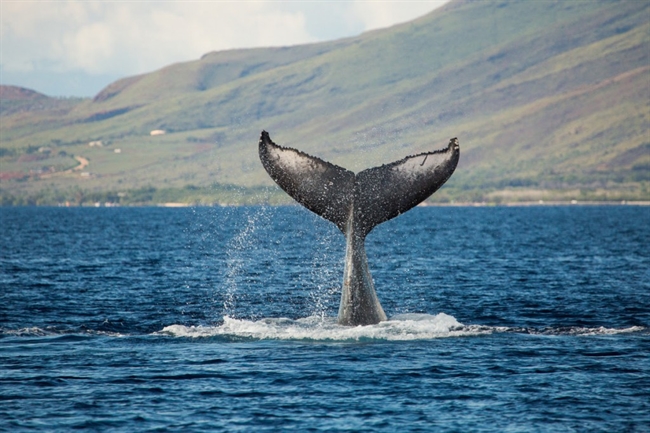 PWF Seeks Vendors for World Whale Day
