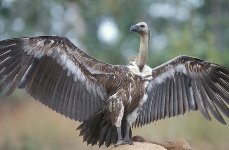 Happy International Vulture Awareness Day (IVAD09)!