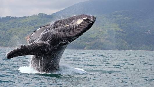 Humpbacks make a splash on World Whale Day
