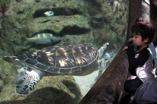 World Turtle Day: What to know and how to help